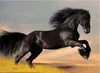 Черная лошадь, чистая ручная роспись животных искусства маслом на холсте высокого качества Бесплатная доставка, индивидуальный размер тянни