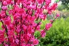 115 cm yükseklik Yapay Kiraz Bahar Erik Şeftali Çiçeği Şube İpek Çiçek Ağacı Düğün Dekorasyon Için pembe beyaz kırmızı pembe renk