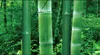 3d room wallpaer custom mural po Panoramic natural scenery bamboo forest landscape painting 3d wall murals wallpaper for walls 2945857