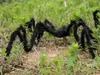 Decoración de Halloween Araña negra Araña Decoración de Halloween Casa embrujada Prop Interior Exterior Negro Gigante 3 Tamaño