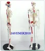 Wholesale- 85cm Human Anatomical Anatomy Skeleton Model Muscle +Stand Fexible