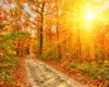 Herbst-Hintergründe für die Fotografie, Landstraße, wunderschöne orange-rote Ahornblätter, Sonnenschein, Herbst, malerische Tapete, Studio-Fotoshooting-Hintergründe