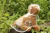 Partihandel - Genomskinlig hund Vattentät Raincoat Pet Poncho Hooded Pet Poncho Kläder Hundkläder Rainy Day IA004