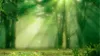 나무를 통해 아침 햇살 스튜디오 배경 사진 숲 꽃 나비 야외 녹색 풍경 웨딩 사진 배경 20x10ft