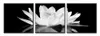 Горячая продажа в рамке 3шт красивый белый лотос в Черном, чистый Handpainted огромный современный дом моды стены деко искусства маслом на холсте Али