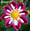 vit dahlia