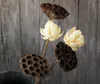 flor de loto secada