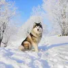 Colar com Pingente de Cão Husky Malamute do Alasca 304 Jóias de Aço Inoxidável Feminino Pingentes de Charme Amantes de cães de estimação