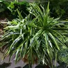 타입 -2 10pcs 식물 벽 배경 웨딩 파티 홈 오피스 바 장식을위한 인공 엽록소 잎 지점 녹지