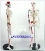 Partihandel- 85 cm Human Anatomical Anatomy Skeleton Model Muscle +Stand Fexible