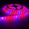 LED GROW LICHT Volledig spectrum Waterdichte 5m LED -strip 5050 Bloemplant PHYTO GROEI LAMPEN VOOR GATE HYDHOUSHEDEN HYDRODOPONISCHE GROEIEN