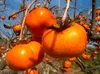 Japanische Persimone Obst Baum Samen - Diospyros Kaki Persimon Samen Nicht-GVO Fruchtsamen Hohe Qualität Home Gartenpflanze 30 stücke
