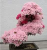 Japanische Kirschblüte-Samen des Bonsai-Baums. Seltene japanische Kirschblüten blühen Samen in Bonsai, rosa Prunus Serrulata15 Samen / Pack