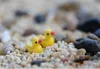 Nouveau 200 Pcs Ensemble Mini Kawaii Résine Miniatures Jaune Canard DIY Décoration Artisanat Faire Fée Jardin Dollhouse Micro Paysage Gifts201o