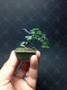 Een Pack 50 stks Blauwe Sparren Zaden Picea Mini Tree Pot Bonsai Courtyard Garden Mini Bonsai Plant Pine Tree Seeds
