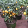50 Pz Semi di Limone Rosso Nuovo Arrivo Drawf Albero Bonsai Semi di Frutta Biologica per la Casa Giardino Forniture Facile Coltivare Semi Esotici In Vaso
