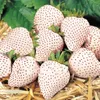 Abastecimento de jardim 200 PCs Strawberry Seeds Plantas internas senções gigante Climb294a