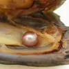 (Free shipping by dhl 2-5 days) wholesale AAAA6-7mm vacuum packed freshwater pearl oyster, pearl color is 20# natural purple