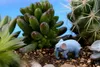 Cute Elephant Miniature Garden Decorations Bonsai Dollhouse Resin Craft 2 colors Garden Decoration Microlandschaft