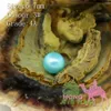 Hochwertige billige Liebe Akoya Muschelperlen-Auster 6-7mm Rotgrau hellblaue Perlmuschel mit Vakuumverpackung