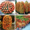50 stücke / tasche orange samen klettern orange baum samen bonsai organische obstsamen wie ein weihnachtsbaumtopf für hausgarten pflanze