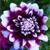 20 PCs Bag selten gemischte Farben Dahlia Samen schöne ständige Blumen Chinesische Pfingstrose Bonsai Blume für DIY Home Garden Pflanzung236H