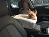 Universal Vehicle Pet Seat Cover Nonslip Quilted Pet Hammock Bil bärare Bärande hund Väskor för små hundar utomhus resesäkerhet bilförsörjning