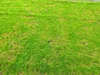 Flootage de pelouse Grass Sod Mariage Verage de fenêtre PROJET PROJET DE LA FINATION DU WALL4403658