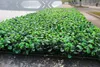 Konstgjord Torkmatta Simulering Plast Boxwood Grass Mat 25cm * 25cm Grön Gräsmatta För Hem Garden Decoration