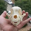 Great Large Unique real natural Dog Skull Specimen - 11-14 CM 4 3-5 5 Inches 1pcs skull Sent at random240I