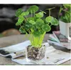 Rami di albicocca verde foglia di loto imitazione felce plastica erba artificiale foglie pianta per la casa decorazione della decorazione di nozze