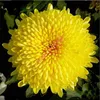 200 PCS中国の母植物chrysanthemum種子ホームガーデンのための珍しい多年生の花の植物植物混合カラー1600208