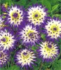 20 teile / beutel Dahlie Blume Dahlie Samen, (Nicht Dahlie Zwiebeln) Bonsai Blumensamen Wunderschöne Blume Balkon Topfpflanze Für Hausgarten
