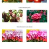 CTZ-X2 COB LED Grow Light Full Spectrum 300W 3500K Mix 5000K = HPS Growing Lamp for Indoor Plant Veg Flower Lighting