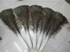 Eleganti materiali decorativi Vera piuma di pavone naturale Belle piume da circa 70 a 80 cm