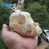 Grande espécime de crânio de cachorro natural real e único - 11-14 CM 4 3-5 5 polegadas 1 peça de crânio enviado aleatoriamente292G