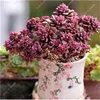 100pcsbag Succulent seeds echeveria succulents lithops seeds bonsai flower seeds indoor plant for home garden Purify The Air5062456