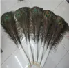 Elegant decorative materials Real Natural Peacock Feather Beautiful Feathers about 70 to 80 cm