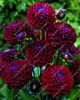 20 teile / beutel Dahlie Blume Dahlie Samen, (Nicht Dahlie Zwiebeln) Bonsai Blumensamen Wunderschöne Blume Balkon Topfpflanze Für Hausgarten