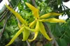 Ylang Ylang Oil Akarz Famoso Brand Frete Grátis Aromaterapia Natural Rosto Corpo Cuidados com a pele Ylang óleo essencial