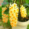 Free Shipping 200 Pcs Mixed Dendrobium Seeds Potted Beautiful Flower Seeds Variety Complete The Budding Rate 95% Sementes