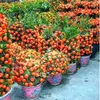 50 pcs / saco sementes alaranjadas escalando semente de árvore laranja Bonsai orgânico sementes como uma panela de árvore de Natal para a planta de jardim em casa