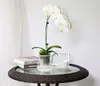 Wholesale Orchid Breathable Slotted Clear Plastic Net Pot Cup ,Self Watering Inner Pot in any Suitable Glass Planter 3"/4"