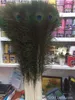 Eleganti materiali decorativi Vera piuma di pavone naturale Belle piume da circa 70 a 80 cm