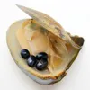 Natural Freshwater Pearl Oyster 6-8mm #6 Black Pearl in Triangle Oyster Vacuum Packaging Party Surprise Gift