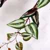 Sztuczny fałszywy wiszący przewodowy winorośl zielona roślina Pozostaw Garland Home Office Ogród Dekoracja ścienna sztuczna winorośl wiszące rattan vin9656611