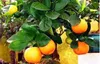 30 Pcs/Bag Bonsai Orange Tree Seeds Organic Sweet Fruit Tree Seeds For Flower Pot Planters Very Big And Delicious