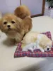 dorimytrader cuddly likelike intional pekingeseぬいぐるみおもちゃぬいぐるみソフトリスティックプードルおもちゃペット犬の装飾ギフト20x26cm dy800094439736