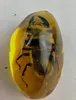 Rare Amber Beetle Amber Beetle Pendant0123456789105762858