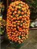 50 PC / 가방 오렌지 씨앗 오렌지 나무 씨앗 분재 유기농 과일 씨앗 홈 정원 식물에 대 한 크리스마스 트리 냄비처럼 씨앗